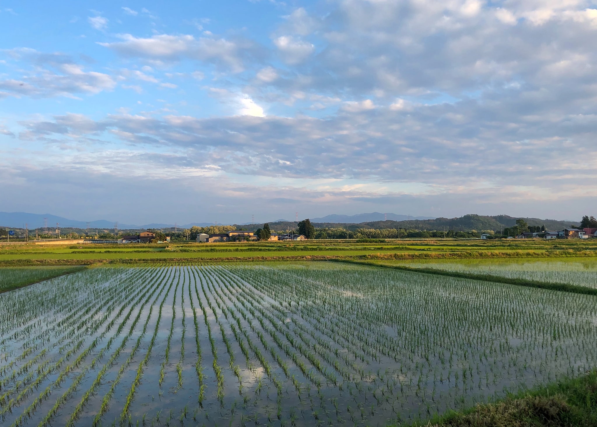 田植え後の光景 | めしゆたかファーム | Meshiyutaka Farm